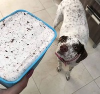 Awas Kecele! Hewan-hewan Gemas ini Mirip Makanan