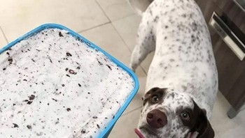 Pilih yang mana ya cookies creamnya. Foto: Boredpanda