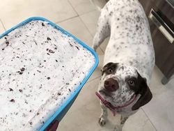 Awas Kecele! Hewan-hewan Gemas ini Menyamar Jadi Makanan