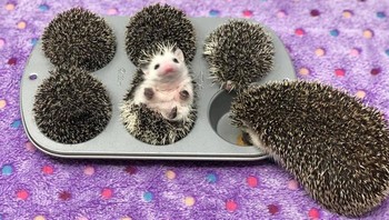 Nyam! ada cupcake landak. Foto: Boredpanda