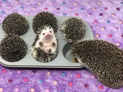 Awas Kecele! Hewan-hewan Gemas ini Menyamar Jadi Makanan