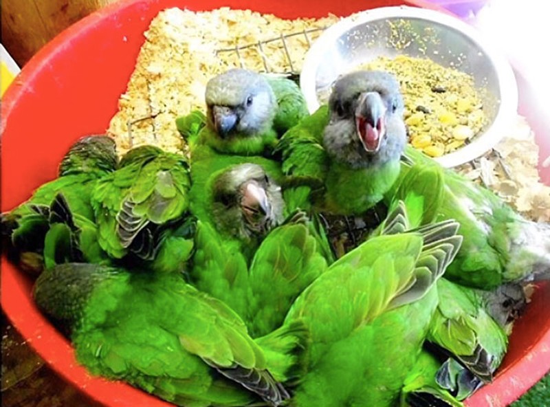 Awas Kecele! Hewan-hewan Gemas ini Mirip Makanan