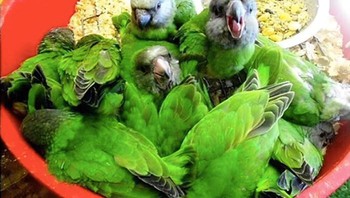 Ada salad burung. Foto: Boredpanda