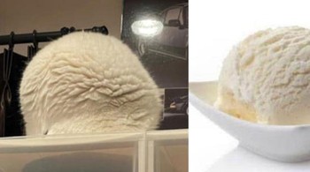 Dikira eskrim taunya buntelan kucing. Foto: Boredpanda