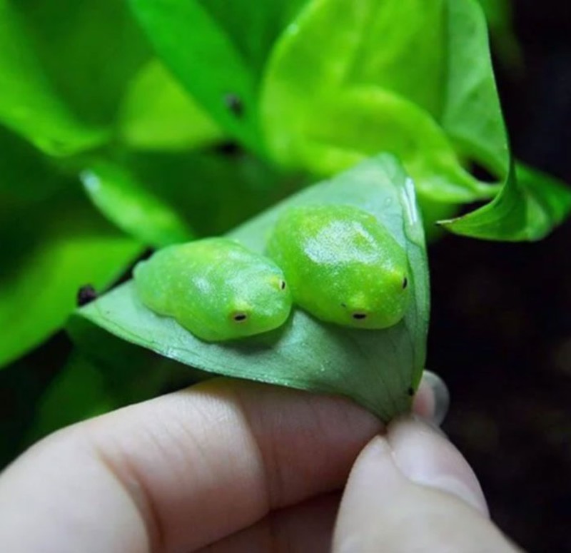 Awas Kecele! Hewan-hewan Gemas ini Mirip Makanan