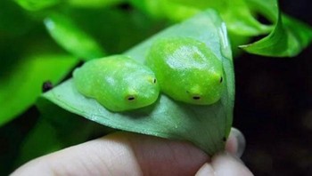 Kodok seperti permen karet. Foto: Boredpanda