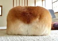 Awas Kecele! Hewan-hewan Gemas ini Mirip Makanan