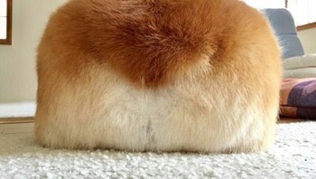 Seperti roti siap dipotong. Foto: Boredpanda