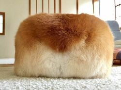 Awas Kecele! Hewan-hewan Gemas ini Menyamar Jadi Makanan