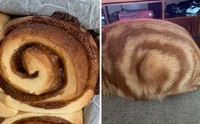 Awas Kecele! Hewan-hewan Gemas ini Mirip Makanan
