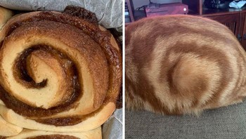 Cinnabun. Foto: Boredpanda