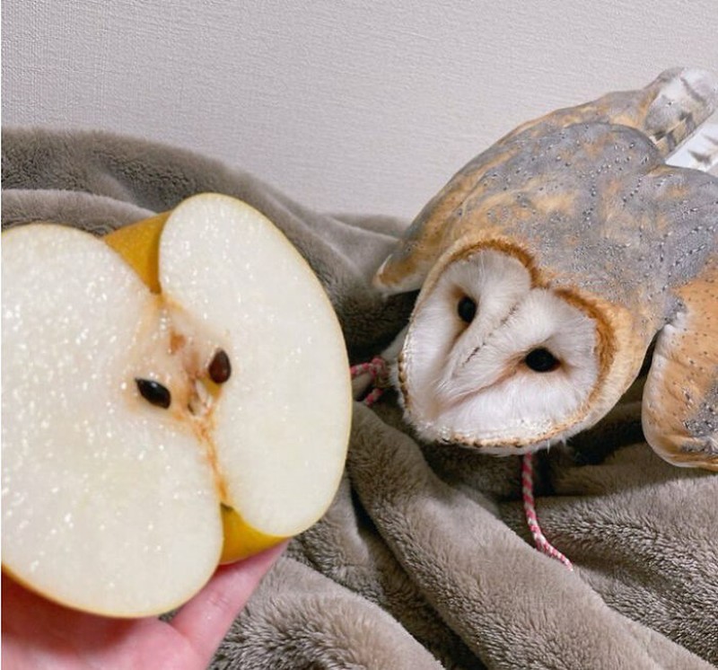 Awas Kecele! Hewan-hewan Gemas ini Mirip Makanan