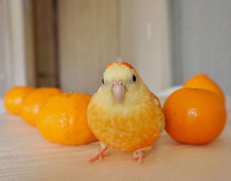 Awas Kecele! Hewan-hewan Gemas ini Mirip Makanan