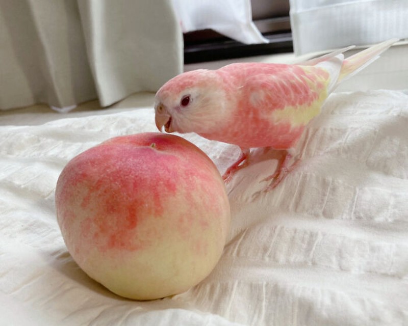 Awas Kecele! Hewan-hewan Gemas ini Mirip Makanan