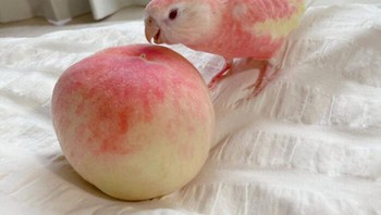 Warna si burung yang mirip dengan buah persik. Foto: Boredpanda