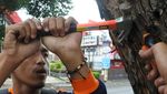 60 Orang Relawan Galakkan Aksi Cabut Paku di Pohon