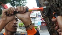 Sebanyak 60 orang relawan dari 17 komunitas di Jember mencabut sampah paku di pohon untuk menjaga ekosistem lingkungan.