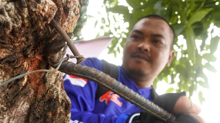 Seorang relawan mencabut paku saat aksi Gerakan Cabut Paku pada Pohon di Jalan Gajamada, Jember, Jawa Timur, Minggu (10/3/2024). Sebanyak 60 orang relawan dari 17 komunitas di Jember mencabut sampah paku di pohon untuk menjaga ekosistem lingkungan. ANTARA FOTO/Seno/rwa.