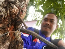 60 Orang Relawan Galakkan Aksi Cabut Paku di Pohon