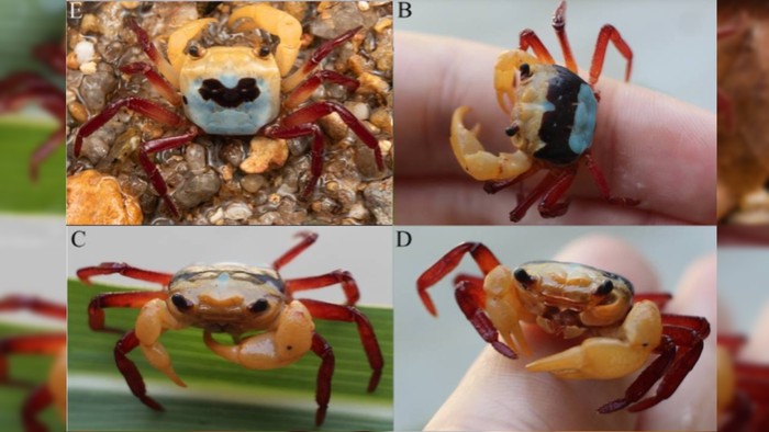 Kepiting tiga warna Lepidothelphusa menneri ditemukan di gunung Kalimantan.