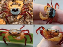 Peneliti Temukan Kepiting Tiga Warna di Gunung Kalimantan