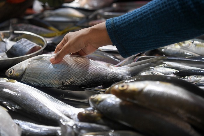 Pembeli memilih ikan segar yang dijual di Pasar Malaka, Jakarta Utara, Senin (11/3/2024). Kementerian Kelautan dan Perikanan (KKP) memastikan kebutuhan ikan selama Ramadhan dan Lebaran tahun ini tercukupi, dan jumlah ketersediaan ikan dalam kurun waktu itu diperkirakan sebesar 3,10 juta ton dari jumlah permintaan sekitar 2,46 juta ton ikan selama bulan Maret dan April 2024. ANTARA FOTO/M Risyal Hidayat/aww.