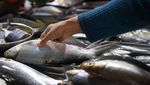 KKP Pastikan Stok Ikan Aman Selama Ramadan