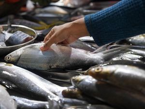 Sinyal Positif di Sektor Perikanan Cirebon
