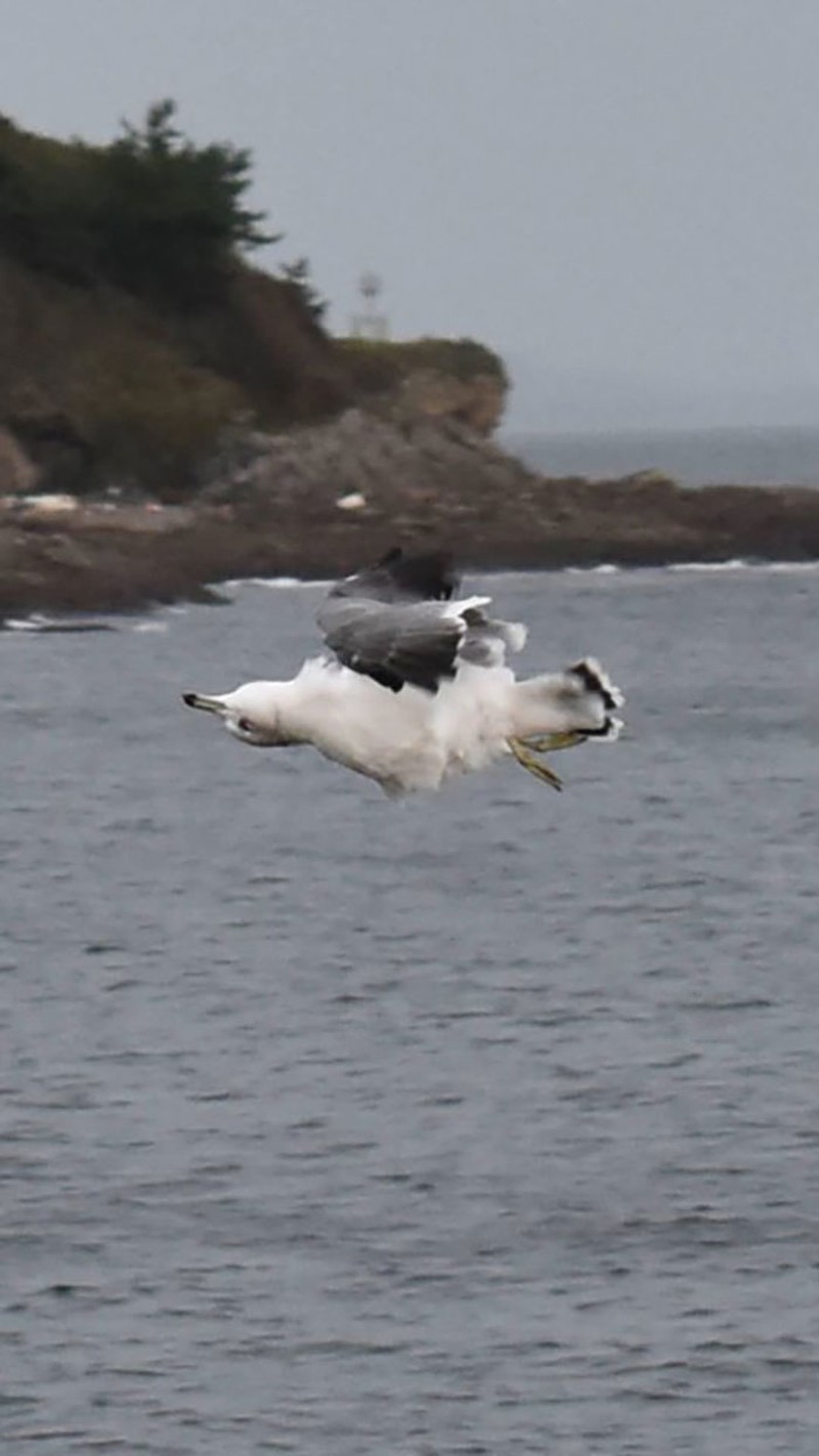 Kocak! Melihat Gaya Absurd dan Konyol Para Hewan Dalam Bidikan Kamera
