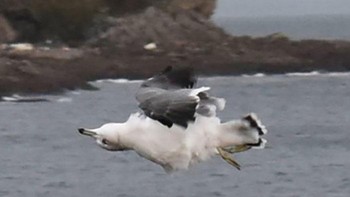 Pernahkah kamu melihat burung terbang terbalik? (Foto: Boredpanda/Matthew Mackenzie)