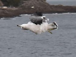 Kocak! Melihat Gaya Absurd dan Konyol Para Hewan Dalam Bidikan Kamera
