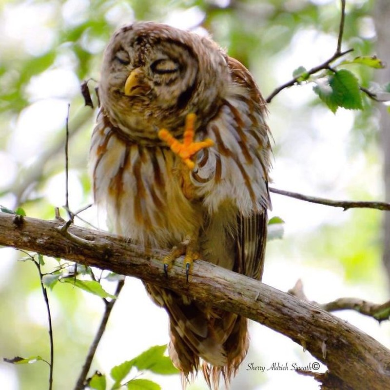 Kocak! Melihat Gaya Absurd dan Konyol Para Hewan Dalam Bidikan Kamera