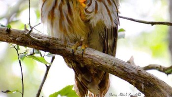 Gaya burung ini seolah bilang Aku tahu, aku ganteng, jadi tak usah heran ya (Foto: Boredpanda/Sherry Aldrich Sineath)