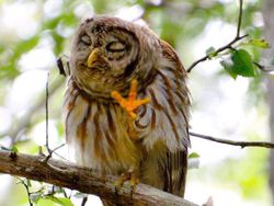 Kocak! Melihat Gaya Absurd dan Konyol Para Hewan Dalam Bidikan Kamera