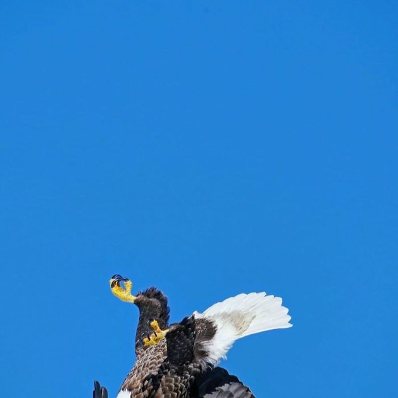 Kocak! Melihat Gaya Absurd dan Konyol Para Hewan Dalam Bidikan Kamera