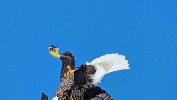 Aku sudah melakukan yang terbaik (Foto: Boredpanda/Sheldon Grant)