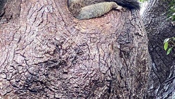 Waduh ada yang nyungsep di pohon. (Foto: Boredpanda/Deb Aselford)