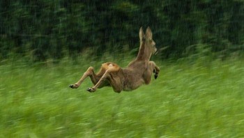 Mencoba mendapatkan gambar rusa yagn sempurna di tengah hujan. Sebaliknay, saya malah mendapatkan gambar rusa yang sedang lari melesat dari telrihat seperti memiliki sarang burung dengan satu telur, bukan keledai (Foto: Boredpanda/Tom Cunningham)