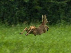 Kocak! Melihat Gaya Absurd dan Konyol Para Hewan Dalam Bidikan Kamera