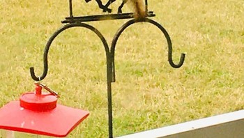 Aksi tupai ketika menunggangi kuda. (Foto: Boredpanda/Meg Short)