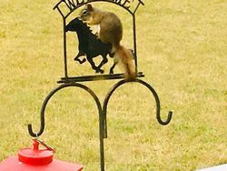 Kocak! Melihat Gaya Absurd dan Konyol Para Hewan Dalam Bidikan Kamera