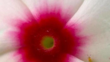 Photobombed serangga. (Foto: Boredpanda/Amanda McMillan)