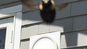 Saya memotret lebah kayu ini pada musim panas lalu. (Foto: Boredpanda/Crap wildlife photography)