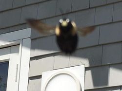 Kocak! Melihat Gaya Absurd dan Konyol Para Hewan Dalam Bidikan Kamera