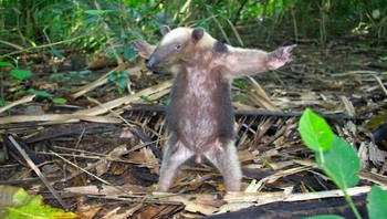 Siap menghadang badai. (Foto: Boredpanda/Becky Casner)