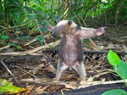 Kocak! Melihat Gaya Absurd dan Konyol Para Hewan Dalam Bidikan Kamera