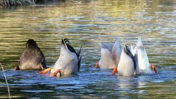 Jepretan yang sempurnakah? (Foto: Boredpanda/Crap wildlife photography)