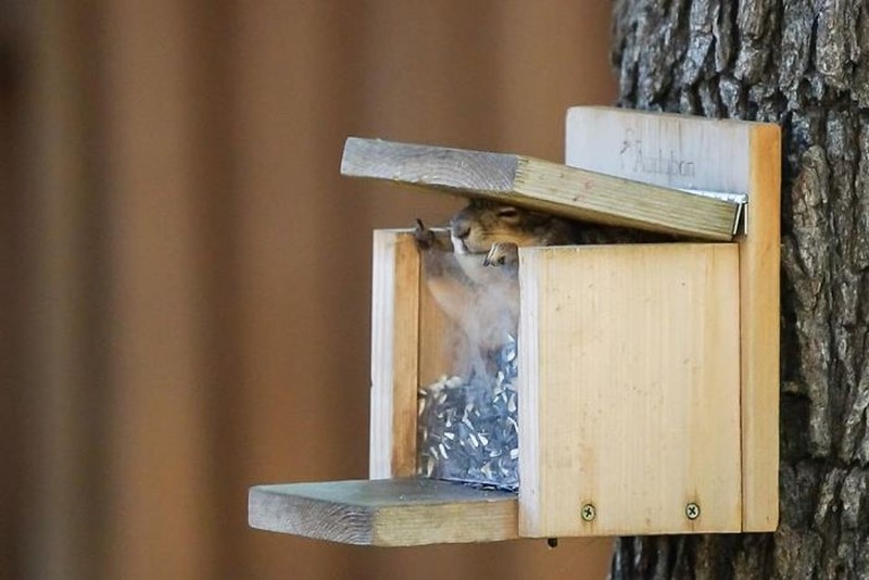 Kocak! Melihat Gaya Absurd dan Konyol Para Hewan Dalam Bidikan Kamera