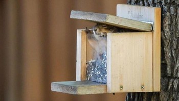 Si tupai seolah memberikan tanda dengan jarinya. (Foto: Boredpanda/Rachel Bernal)