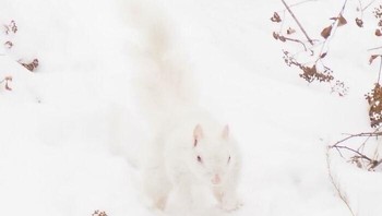 Kami mempunyai tupai albino di halaman belakang rumah, aku sudah menguntitnya untuk mengabil fotonya. Akhirnay dapat satu. Cantik kan dia! (Foto: Boredpanda/Sue Achterberg Auradon)